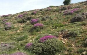 تشدید نظارت بر مراتع با افزایش قیمت خوراک دام تشدید نظارت بر مراتع با افزایش قیمت خوراک دام