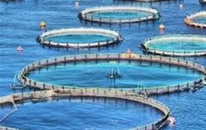 تولید 6 هزار تن ماهی قزلآلا و سیباس در قفس تا پایان سال تولید 6 هزار تن ماهی قزلآلا و سیباس در قفس تا پایان سال