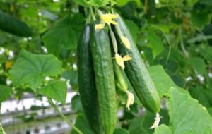 جایگاه ۱۷ ایران در صادرات خیار؛ ارزش صادراتی ایران بیش از ۶۳درصد کاهش یافت جایگاه ۱۷ ایران در صادرات خیار؛ ارزش صادراتی ایران بیش از ۶۳درصد کاهش یافت