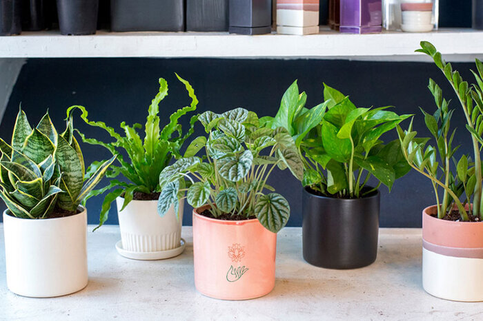 دستیابی به بهشت سبز با انتخاب هوشمند گیاهان آپارتمانی کمنور دستیابی به بهشت سبز با انتخاب هوشمند گیاهان آپارتمانی کمنور