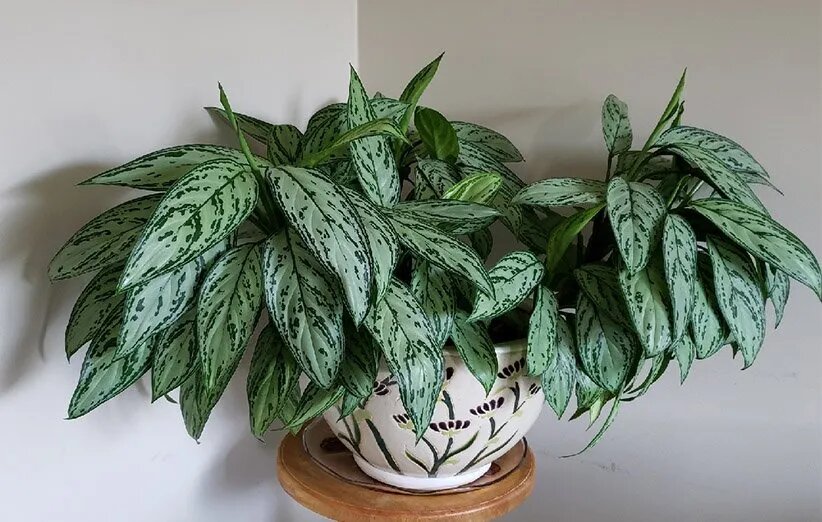 دستیابی به بهشت سبز با انتخاب هوشمند گیاهان آپارتمانی کمنور دستیابی به بهشت سبز با انتخاب هوشمند گیاهان آپارتمانی کمنور