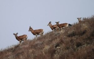 رشد ۶ درصدی جمعیت علفخواران شاخص در استان تهران رشد ۶ درصدی جمعیت علفخواران شاخص در استان تهران