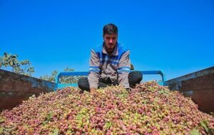رشد ۸۰ درصدی صادرات پسته ایران رشد ۸۰ درصدی صادرات پسته ایران