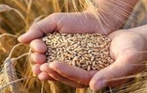ستاد اقتصادی دولت ساماندهی زنجیره گندم، آرد ونان را بررسی میکند ستاد اقتصادی دولت ساماندهی زنجیره گندم، آرد ونان را بررسی میکند