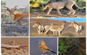 سیستم پایش بیماریهای حیاتوحش برای نخستین بار در تهران راهاندازی شد سیستم پایش بیماریهای حیاتوحش برای نخستین بار در تهران راهاندازی شد