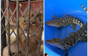 شیر، عقاب طلایی و تمساح در شهریار کشف شد شیر، عقاب طلایی و تمساح در شهریار کشف شد