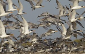 قتلعام پرندگان مهاجر در شمال ایران؛ سکوت قانون! قتلعام پرندگان مهاجر در شمال ایران؛ سکوت قانون!
