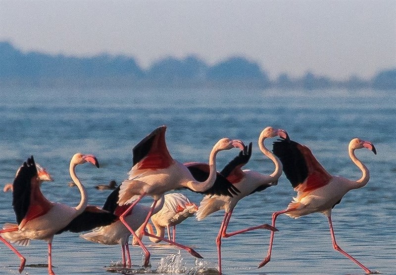 قتلعام پرندگان مهاجر در شمال ایران؛ سکوت قانون! اخبار استان مازندران , اخبار ساری ,
