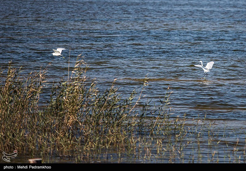 قتلعام پرندگان مهاجر در شمال ایران؛ سکوت قانون! اخبار استان مازندران , اخبار ساری ,