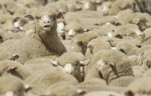 قطر رسما خواستار واردات دام سبک از ایران شد قطر رسما خواستار واردات دام سبک از ایران شد