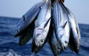 نگاهی به صنعت جهانی کنسرو ماهی؛ چشم انداز ۵۱ میلیارد دلاری در ۲۰۳۳ نگاهی به صنعت جهانی کنسرو ماهی؛ چشم انداز ۵۱ میلیارد دلاری در ۲۰۳۳