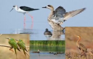 هدیه زمستان به آذربایجان غربی؛ تالابهای اقماری دریاچه ارومیه جان گرفت هدیه زمستان به آذربایجان غربی؛ تالابهای اقماری دریاچه ارومیه جان گرفت