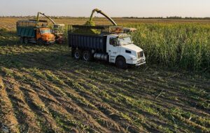 هستهای در کشاورزی ــ 82 |تولید ذرت مقاوم به آفات هستهای در کشاورزی ــ 82 |تولید ذرت مقاوم به آفات