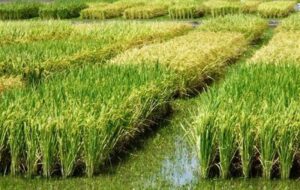 هستهای در کشاورزی ــ 83| کنترل کرم ساقهخوار برنج هستهای در کشاورزی ــ 83| کنترل کرم ساقهخوار برنج