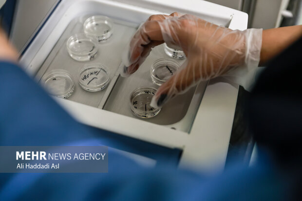 همهچیز درباره IVF؛ شانس موفقیت، هزینهها و واقعیتها همهچیز درباره IVF؛ شانس موفقیت، هزینهها و واقعیتها