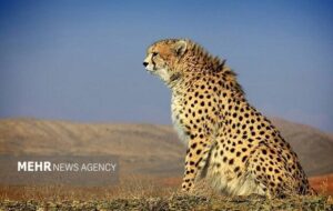 پایان ماهها نگرانی؛ «فراز» یوزپلنگ آسیایی دوباره در توران رؤیت شد پایان ماهها نگرانی؛ «فراز» یوزپلنگ آسیایی دوباره در توران رؤیت شد