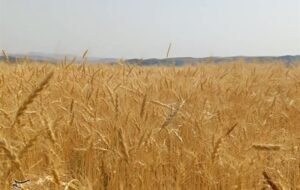 پیشنهاد گندم 52هزارتومانی به دولت پیشنهاد گندم 52هزارتومانی به دولت