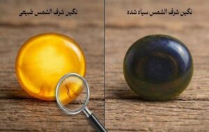 چرا شرف الشمس سیاه می شود؟ ۵ علت تغییر رنگ شرف الشمس زرد چرا شرف الشمس سیاه می شود؟ ۵ علت تغییر رنگ شرف الشمس زرد