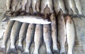 کفال با سهم 70 درصدی، گونه غالب صید در خزر شد کفال با سهم 70 درصدی، گونه غالب صید در خزر شد