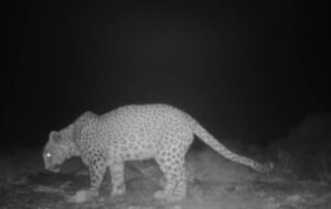 گشتوگذار پلنگ ایرانی در محدوده شهری شاهرود؛ پیامی از طبیعت بکر گشتوگذار پلنگ ایرانی در محدوده شهری شاهرود؛ پیامی از طبیعت بکر