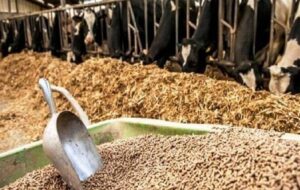 یک سوال از دولت| افزایش تولید نهاده دام چاره ندارد؟ یک سوال از دولت| افزایش تولید نهاده دام چاره ندارد؟