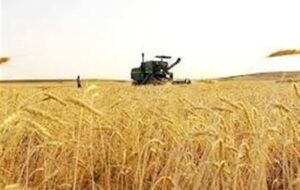 آغاز خرید تضمینی گندم با پرداخت علی الحساب آغاز خرید تضمینی گندم با پرداخت علی الحساب
