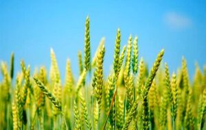 جایزه قابل توجه، جایگزین افزایش نرخ خرید تضمینی گندم شد جایزه قابل توجه، جایگزین افزایش نرخ خرید تضمینی گندم شد