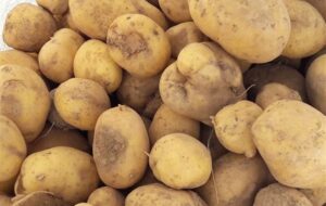 عرضه گسترده سیب زمینی تازه با قیمت 50 هزار تومان آغاز شد عرضه گسترده سیب زمینی تازه با قیمت 50 هزار تومان آغاز شد