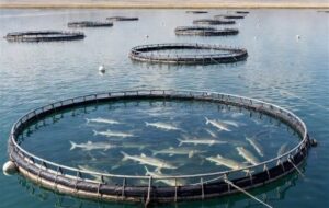 لزوم رفع موانع تولید بخش شیلات در شرایط جنگی لزوم رفع موانع تولید بخش شیلات در شرایط جنگی