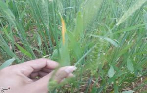 هشدار درباره احتمال بروز زنگ زرد گندم هشدار درباره احتمال بروز زنگ زرد گندم