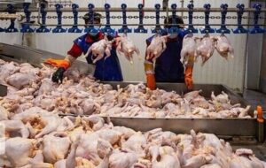 کمبودی در تامین مرغ نداریم کمبودی در تامین مرغ نداریم