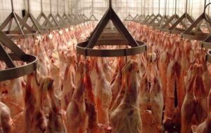 گوشت به وفور موجود است/ نیازی به استفاده از ذخایر استراتژیک نیست گوشت به وفور موجود است/ نیازی به استفاده از ذخایر استراتژیک نیست