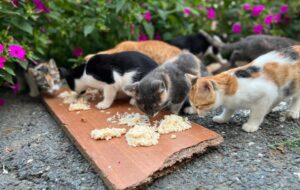 آسیبهای غذارسانی به حیوانات شهری؛ برهم خوردن تعادل زیستی آسیبهای غذارسانی به حیوانات شهری؛ برهم خوردن تعادل زیستی