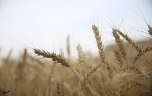 ارز واردات گندم دوباره 28500 تومان شد ارز واردات گندم دوباره 28500 تومان شد