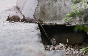 افزایش جمعیت موشها در تهران؛ راهکار محیط زیست چیست؟ افزایش جمعیت موشها در تهران؛ راهکار محیط زیست چیست؟