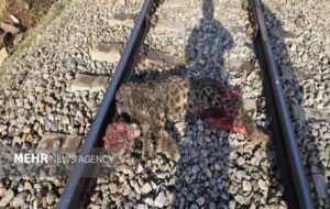 جزئیات برخورد قطار با پلنگ ایرانی در فیروزکوه تشریح شد/انتقال لاشه جزئیات برخورد قطار با پلنگ ایرانی در فیروزکوه تشریح شد/انتقال لاشه