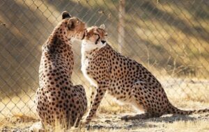 جشن بلوغ ۳یوز ماده در دل شاهرود؛بحران کمبود یوز نر بارور در مرکز تکثیر جشن بلوغ ۳یوز ماده در دل شاهرود؛بحران کمبود یوز نر بارور در مرکز تکثیر