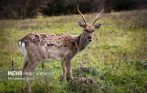 خسارات محیط زیستی «جنگ رمضان» اعلام شد خسارات محیط زیستی «جنگ رمضان» اعلام شد