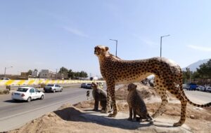 روزهای پرتردد سفر و مراقبت از یوزپلنگ در قلب کریدور عباسآباد – میامی روزهای پرتردد سفر و مراقبت از یوزپلنگ در قلب کریدور عباسآباد – میامی