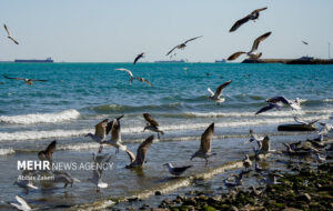زمانبر بودن جبران آسیبهای محیطزیستی خلیج فارس زمانبر بودن جبران آسیبهای محیطزیستی خلیج فارس
