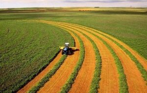 شرایط کشت بهاره دیم مطلوب شد شرایط کشت بهاره دیم مطلوب شد