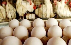 صادرات تخم مرغ ممنوع شد صادرات تخم مرغ ممنوع شد