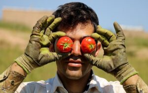 صادرات گوجه فرنگی ممنوع شد صادرات گوجه فرنگی ممنوع شد