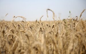 طرح اعتباری گندم برای کاهش فشار مالی گندمکاران اجرا شد طرح اعتباری گندم برای کاهش فشار مالی گندمکاران اجرا شد