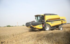 قیمت گندم 5نرخی شد قیمت گندم 5نرخی شد