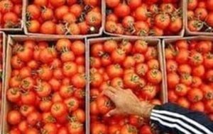 لزوم توقف صادرات برای متعادل شدن بازار گوجه فرنگی لزوم توقف صادرات برای متعادل شدن بازار گوجه فرنگی