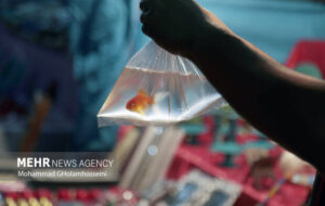 ماهیان قرمز شب عید خود را در سطوح منابع آبی کشور رها نکنید ماهیان قرمز شب عید خود را در سطوح منابع آبی کشور رها نکنید