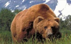 مشاهده و ثبت بیش از ۳۰ قلاده خرس قهوهای مشاهده و ثبت بیش از ۳۰ قلاده خرس قهوهای