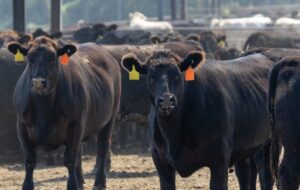 معاملات آتی دام در بازار جهانی به رکوردهای بی سابقهای رسید معاملات آتی دام در بازار جهانی به رکوردهای بی سابقهای رسید