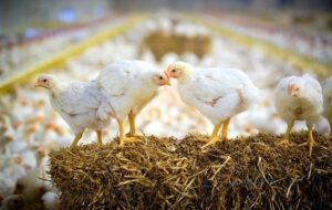 نشانههای تعادل در صنعت مرغ از اردیبهشت نشانههای تعادل در صنعت مرغ از اردیبهشت